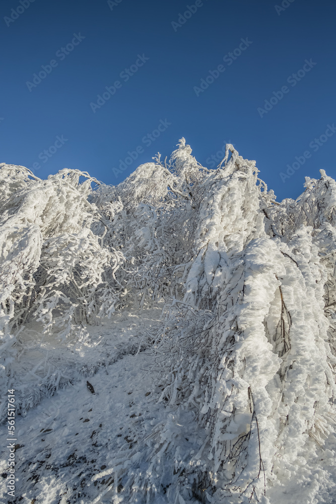 Winter landscape in the evening, trees and shrubs turning green and covered with a layer of snow against a blue sky, tree branches with snow and ice on Mount Beshtau