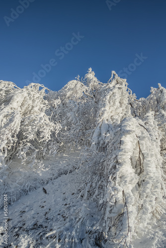 Wallpaper Mural Winter landscape in the evening, trees and shrubs turning green and covered with a layer of snow against a blue sky, tree branches with snow and ice on Mount Beshtau Torontodigital.ca