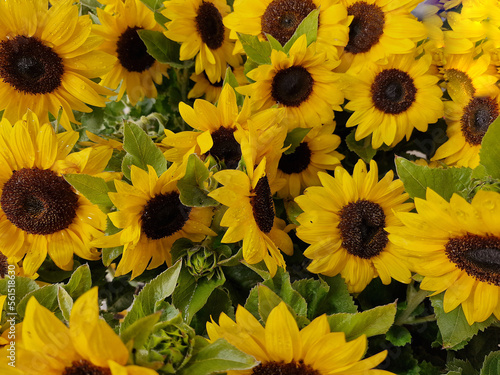 Closeup of yellow flowers of the annual sunflower Helianthus annuus with dark brown centres.