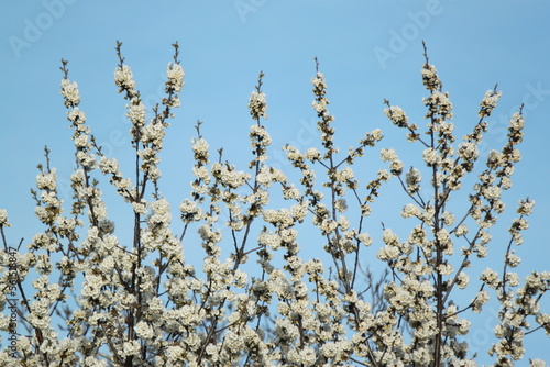 flowering branch of apricots against the blue sky