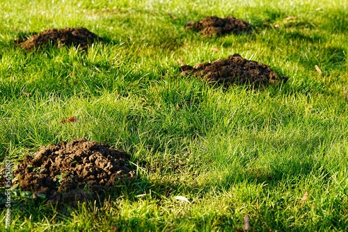 eine grüne Wiese mit vielen maulwurfshügeln, Ärgerniss für Gartenbesitzer, stichwort: der perfekte Rasen