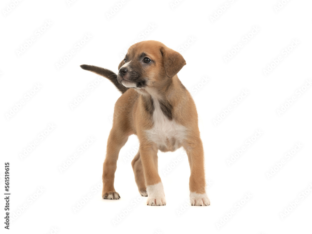 beautiful brown little puppy isolated on white background beautiful brown little puppy isolated on white background