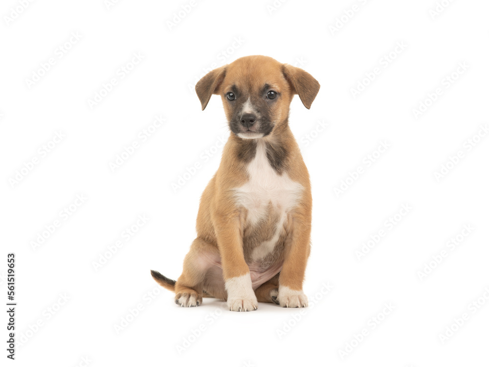 beautiful brown little puppy isolated on white background