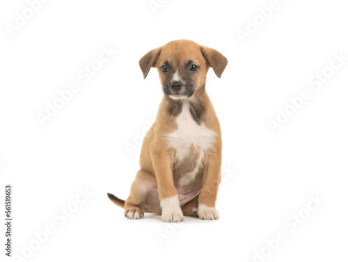 beautiful brown little puppy isolated on white background