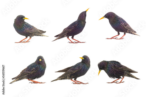 Φωτογραφία collage starlings isolated on white background