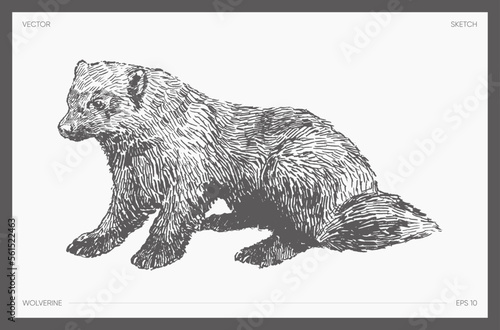Land drawn vector illustration of wolverine, logo