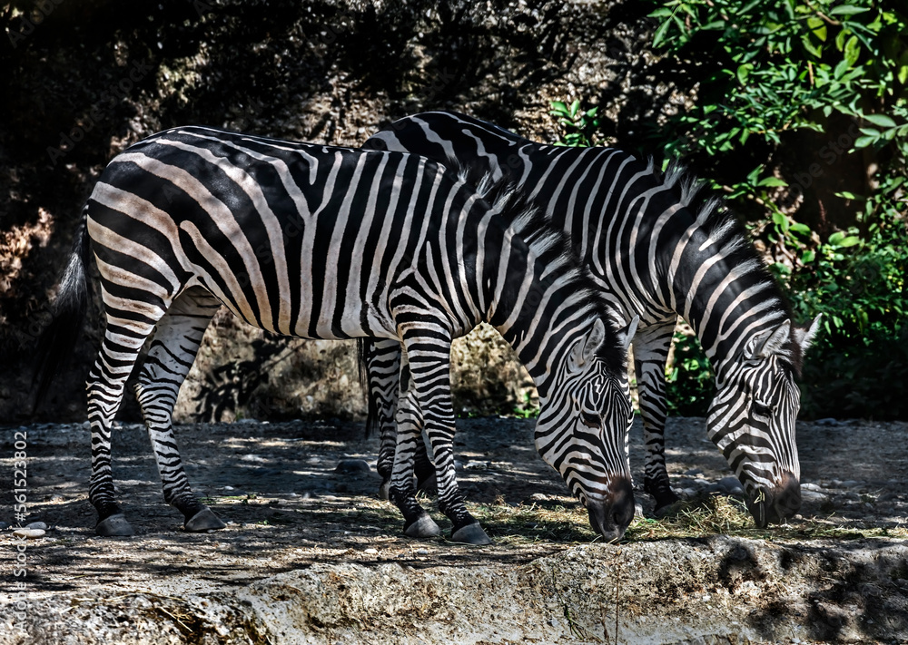 Grant`s zebras eating hay. Latin name - Equus quagga boehmi Grant`s zebras eating hay. Latin name - Equus quagga boehmi