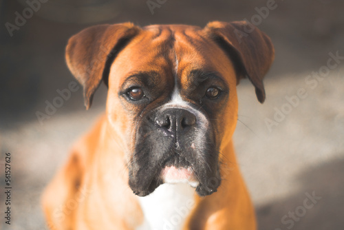 Boxer puppy portrait © Adrian Iglesias