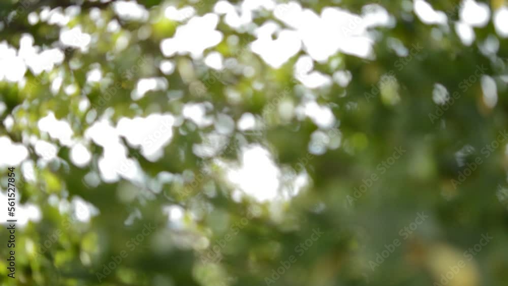 abstract natural blur background. green leaves natural blur background abstract natural blur background. green leaves natural blur background