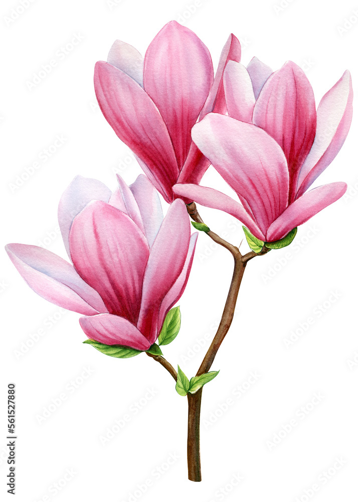 Pink magnolia set flowers on an isolated white background, watercolor wedding floral design elements Pink magnolia set flowers on an isolated white background, watercolor wedding floral design elements