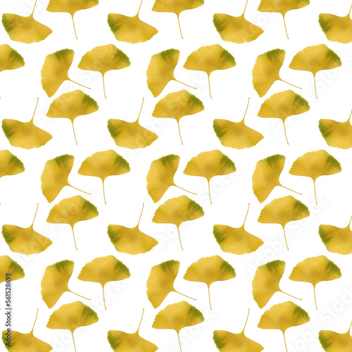 Ginkgo biloba leaves pattern on white background.