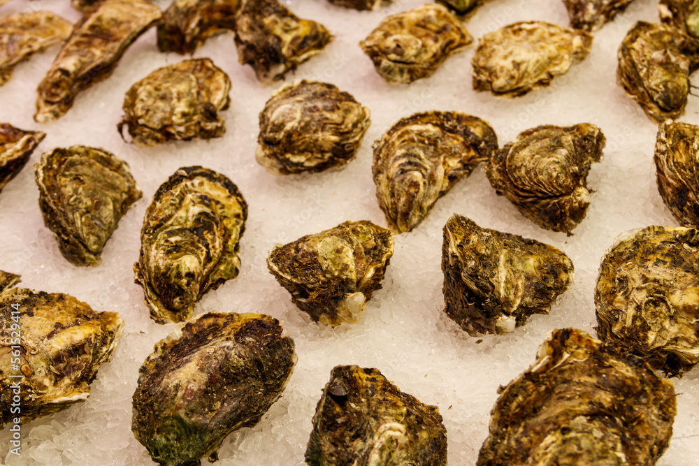 Fresh oysters on ice in a market Fresh oysters on ice in a market