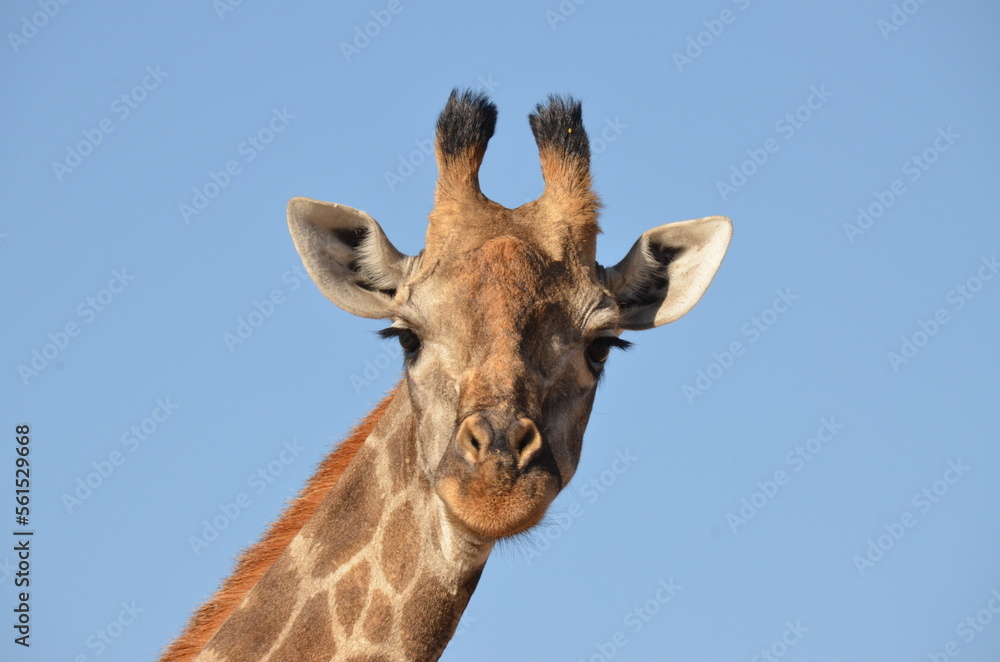 Girafe, Botswana
