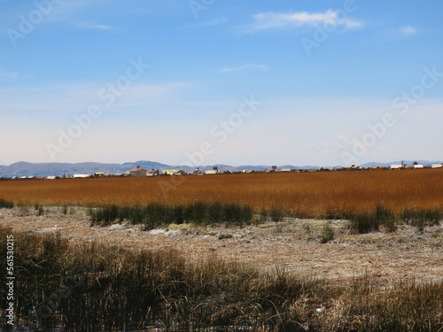 reeds in the water