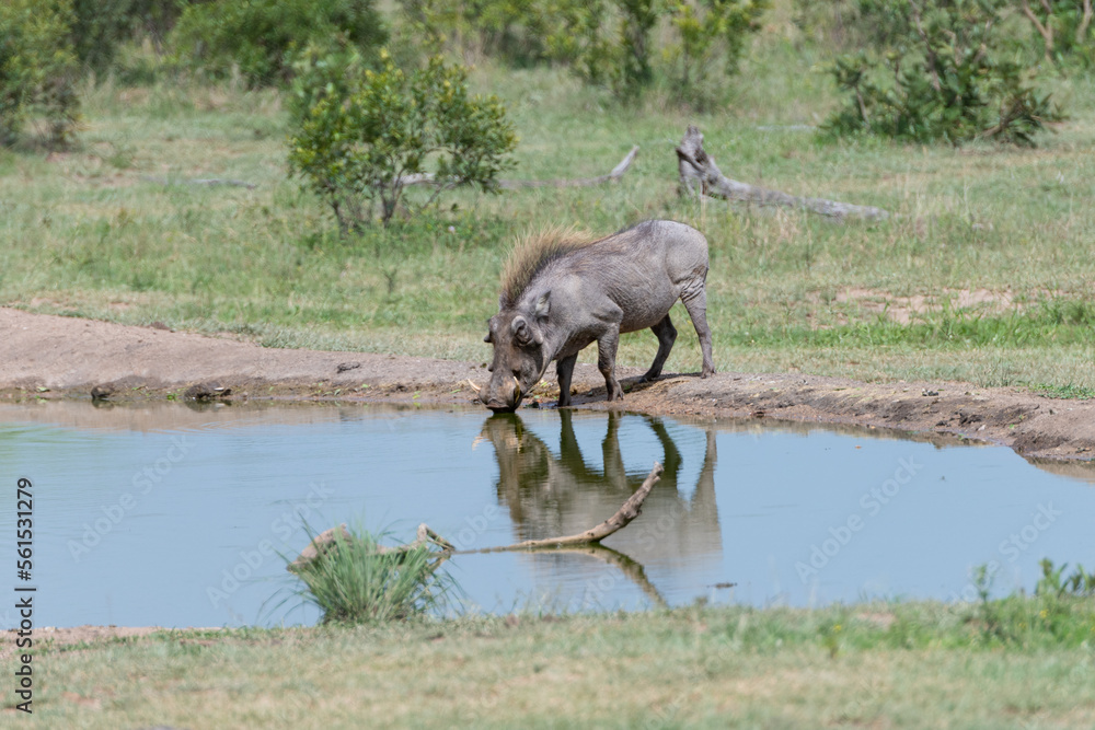 Fototapeta premium Warthog reflected in the water hole in the Masai Mara