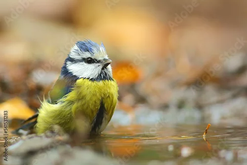 Obraz Modraszka zwyczajna, modraszka, Cyanistes caeruleus,... 