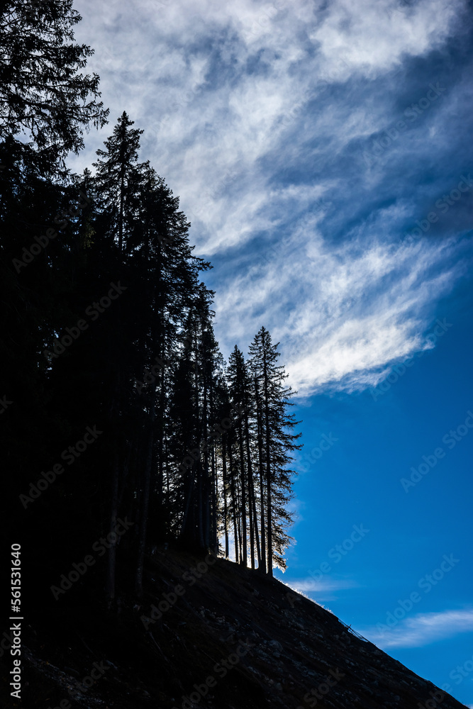 Obraz premium Pine trees silhouette against blue sky and white clouds.