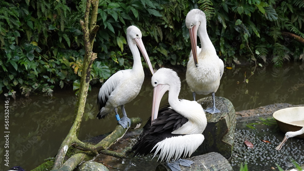 pelican in the water | Pelicans (genus Pelecanus) | 鵜鶘 pelican in the water | Pelicans (genus Pelecanus) | 鵜鶘