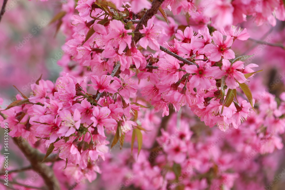 Selective focus Cherry blossoms pink flowers in nature background Selective focus Cherry blossoms pink flowers in nature background