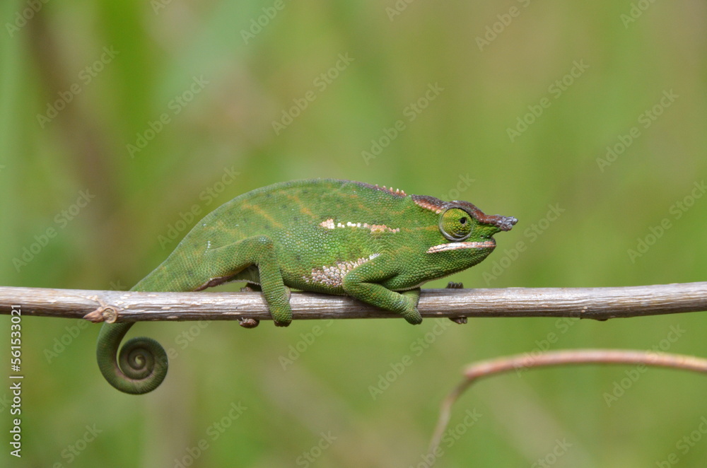 Caméléon vert, Madagascar