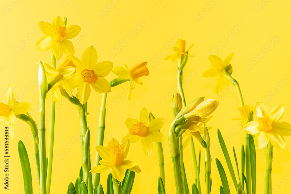 Bright spring composition with fresh daffodil flowers on bright yellow background close up.
