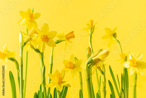 Bright spring composition with fresh daffodil flowers on bright yellow background close up.