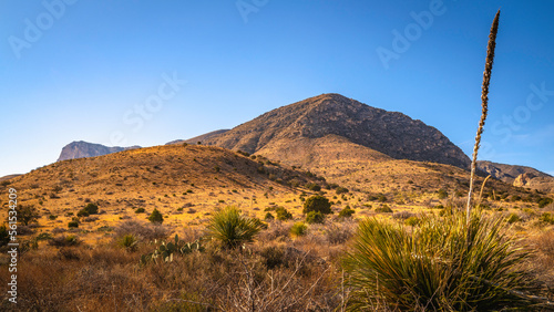 Guadalupe Mountains National Park wilderness landscape, with views of Guadalupe Peak and Hunter Peak over the arid plants on Pine Springs Meadow in Salt Flat, Texas, USA