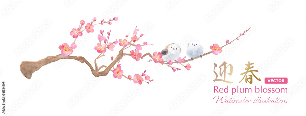 梅の花とエナガの水彩イラスト