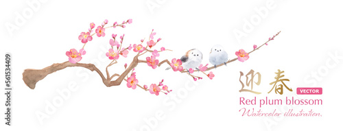 梅の花と並んだ２羽のエナガ。水彩イラスト。紅梅と小鳥の装飾。（ベクター。レイアウト変更可能）
