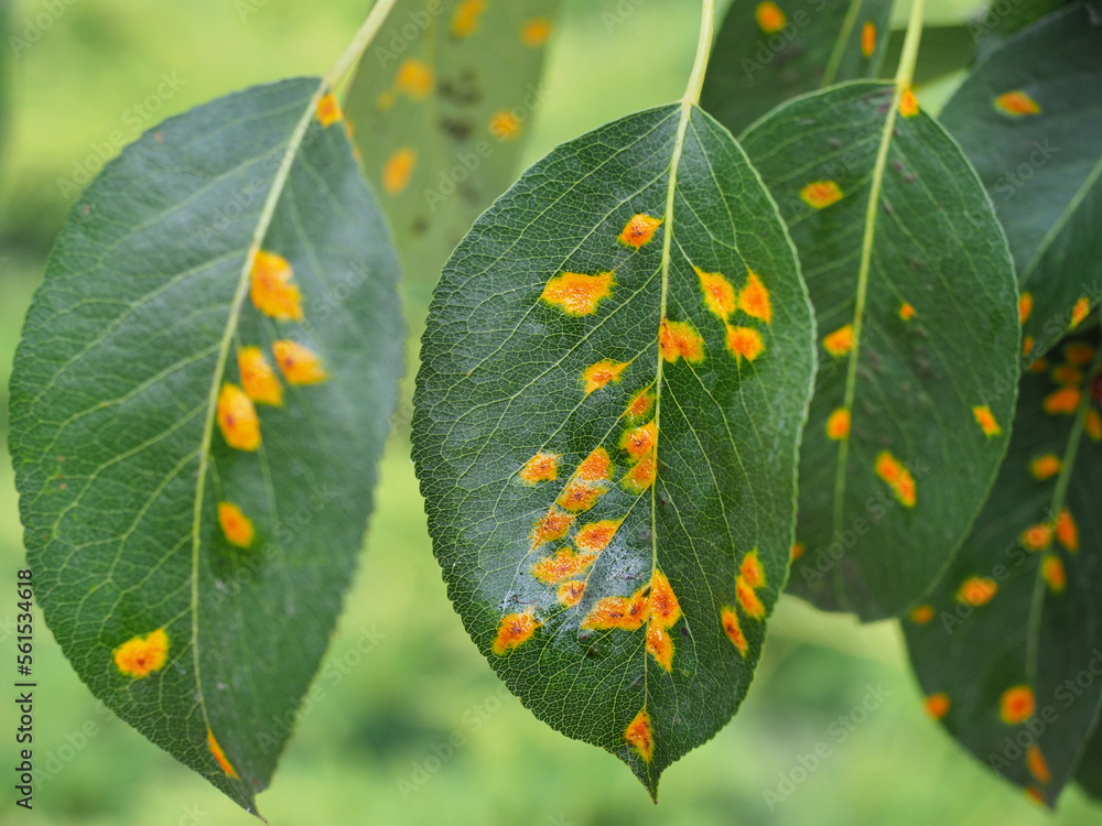 Fresh Pear tree leaves with Gymnosporangium sabinae or fuscum