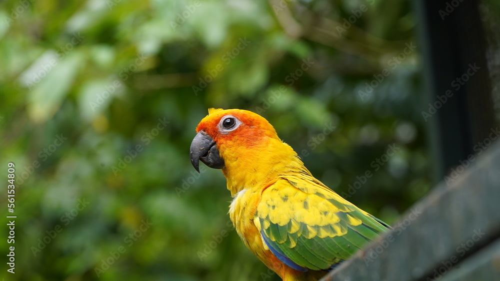 Sun Conure|Sun Parakeet|Aratinga solstitialis|金太陽錐尾鸚鵡|太阳锥尾鹦鹉