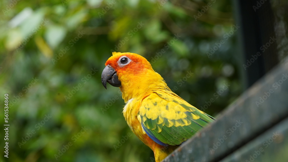 Sun Conure|Sun Parakeet|Aratinga solstitialis|金太陽錐尾鸚鵡|太阳锥尾鹦鹉 Sun Conure|Sun Parakeet|Aratinga solstitialis|金太陽錐尾鸚鵡|太阳锥尾鹦鹉