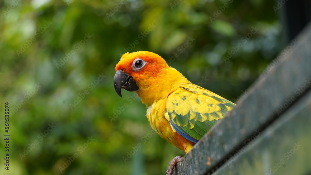 Sun Conure|Sun Parakeet|Aratinga solstitialis|金太陽錐尾鸚鵡|太阳锥尾鹦鹉