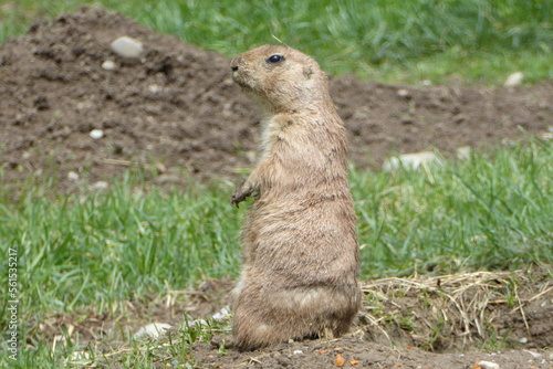 Marmot in the pet yard Reutemuhle near Überlingen in Germany