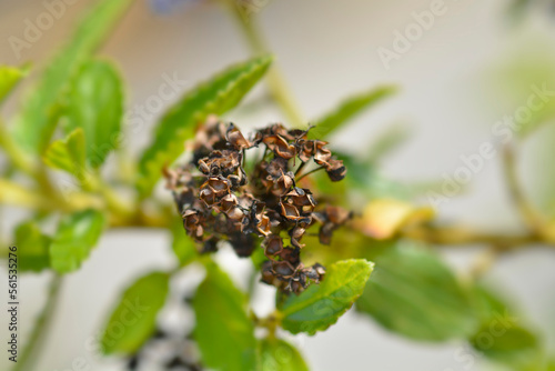 Creeping Blue Blossom seed pos photo