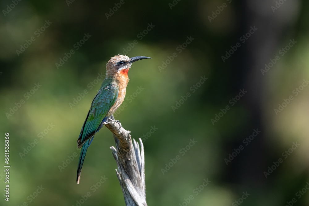 Obraz premium bee eater perched on branch