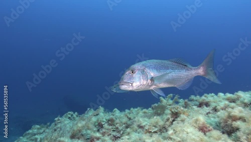 Dentex dentex fish close to the camera - Mediteranean Sea underwater life