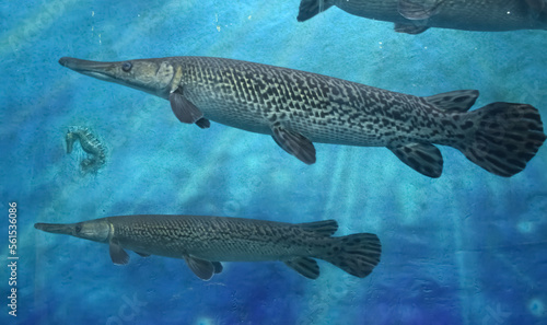 A Closeup picture of alligator gar breed of fishes in Aquarium photo