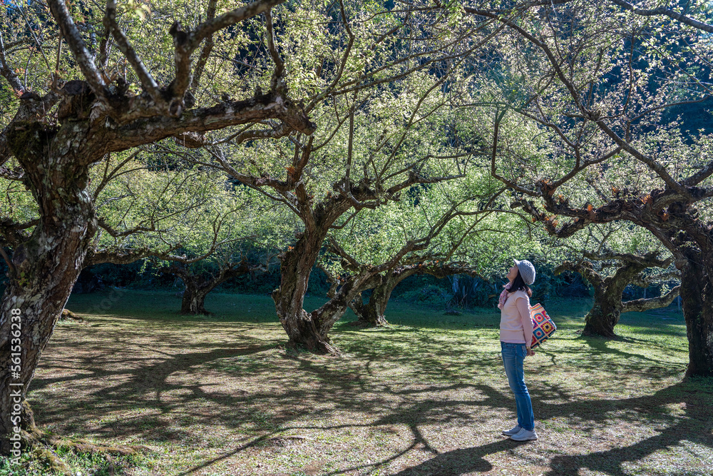 Asian female tourists walking around the peach tree garden. It is an 80-year-old garden. The air is fresh.