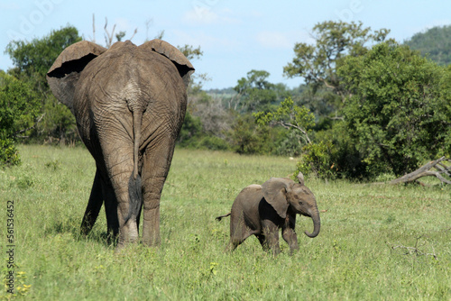 A mother and calf elephant roam a savannah in an African game reserve.