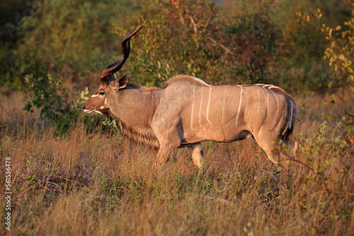 Kudu Bock