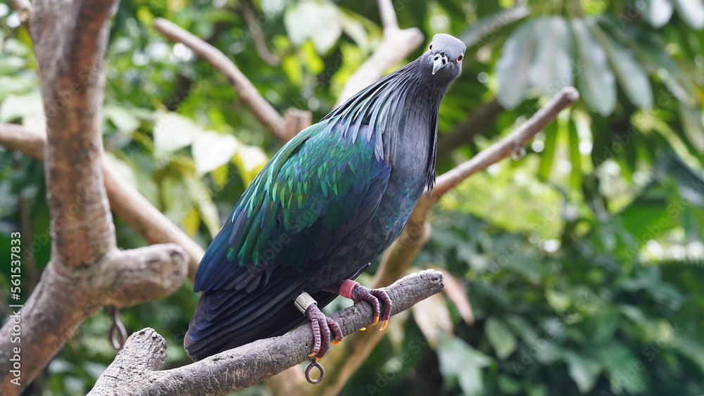 Obraz premium Caloenas nicobarica|Nicobar pigeon|绿蓑鸽
