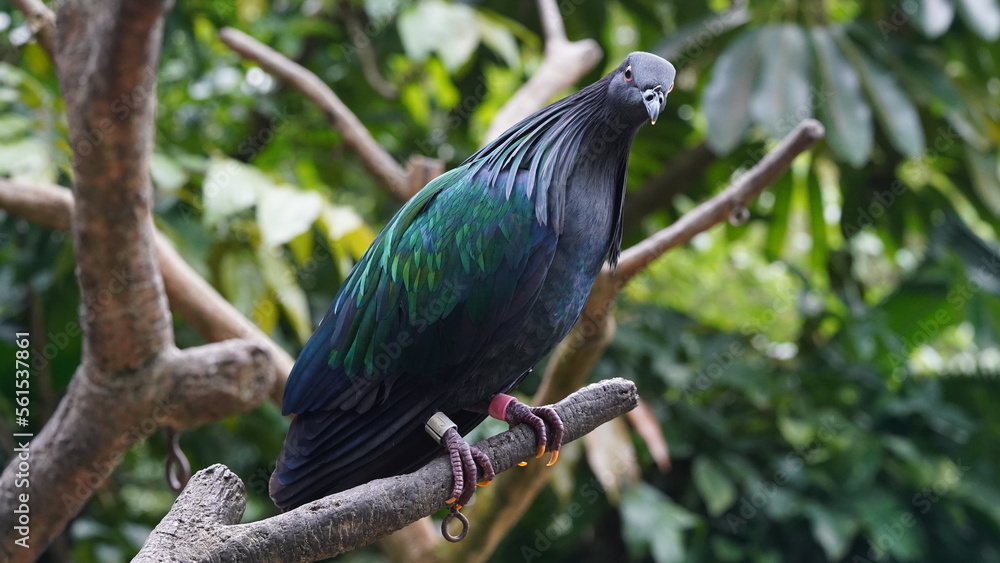 Caloenas nicobarica|Nicobar pigeon|绿蓑鸽 Caloenas nicobarica|Nicobar pigeon|绿蓑鸽
