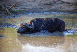 Kaffernbüffel beim Schlammbaden