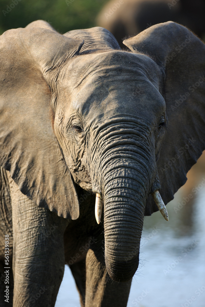 Obraz premium Junger Elefant