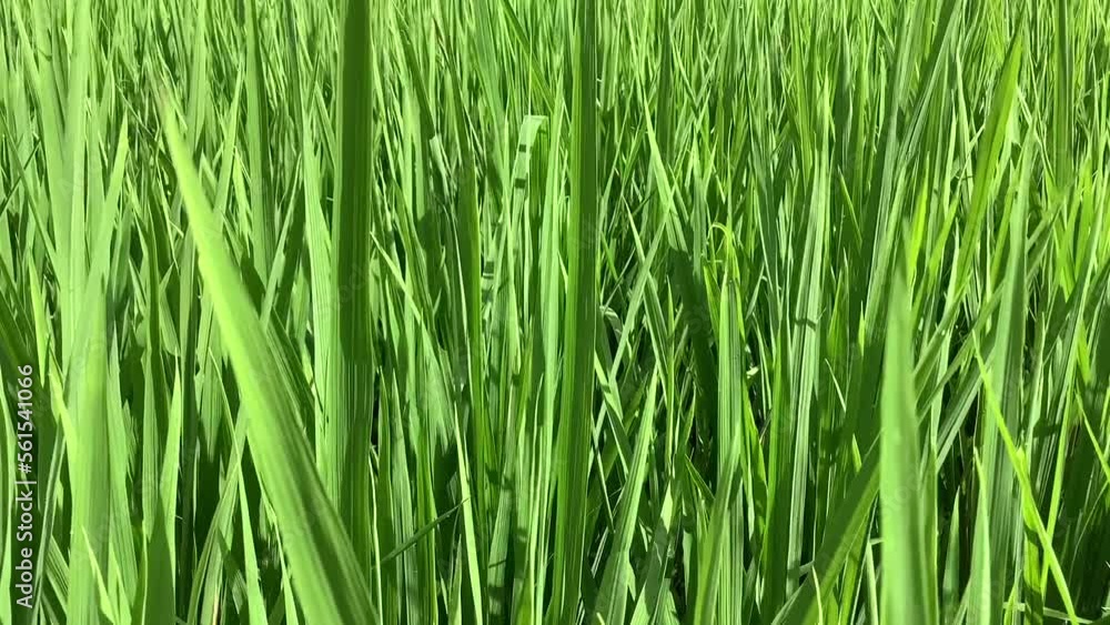 full frame of green rice field full frame of green rice field