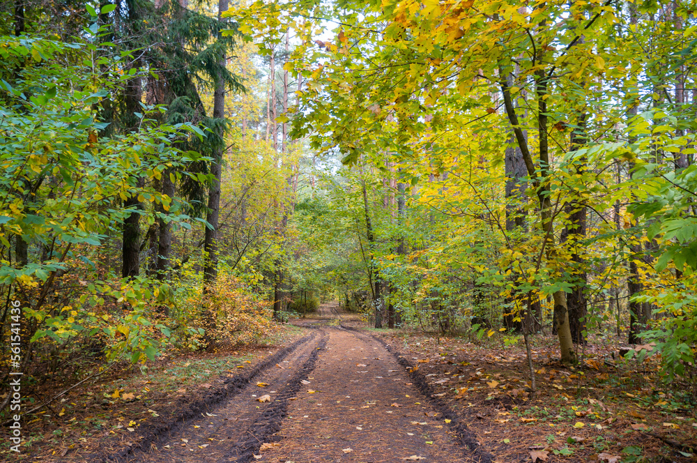 scenery. autumn forest, dirt road