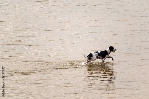 A stray dog running across the waters of a river.