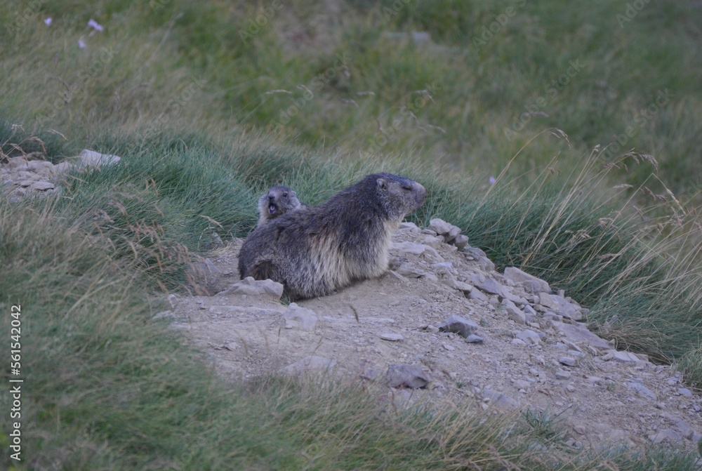 Naklejka premium marmottes et son marmoton, Pyrénées