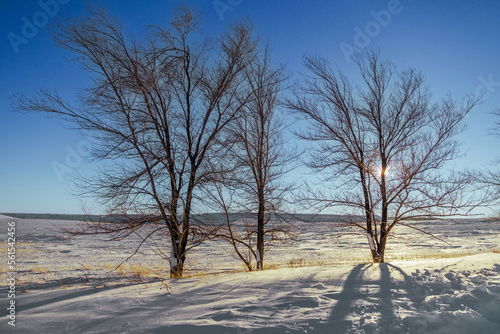 Small lonely trees in the winter steppe ©   AAA